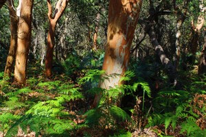 Kookaburra Ecological Pic 2