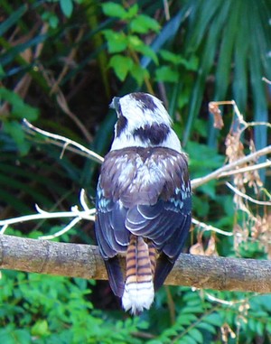 Kookaburra Ecological Pic 4