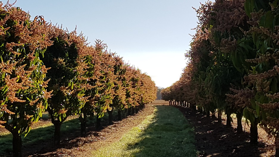 Blushing Acres Pic 1 - mango trees flowering