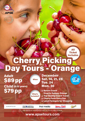 APSE TOURS Pic 3 - Cherry picking 1 Day Tours 2024 Pick your own cherries fresh from the Tree