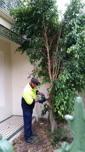 Burgo's Mowing Pic 3 - Heidelberg Heights VIC 13 Feb 15 Working hard