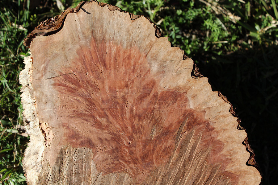 Bodalla Timber Slabs Pic 1