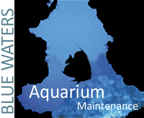 Blue Waters Aquarium Maintenance Pic 1