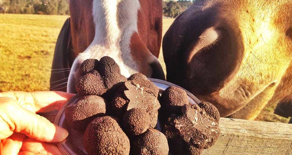 Ganymede Truffles Pic 1 - Horses Sniffing Truffles