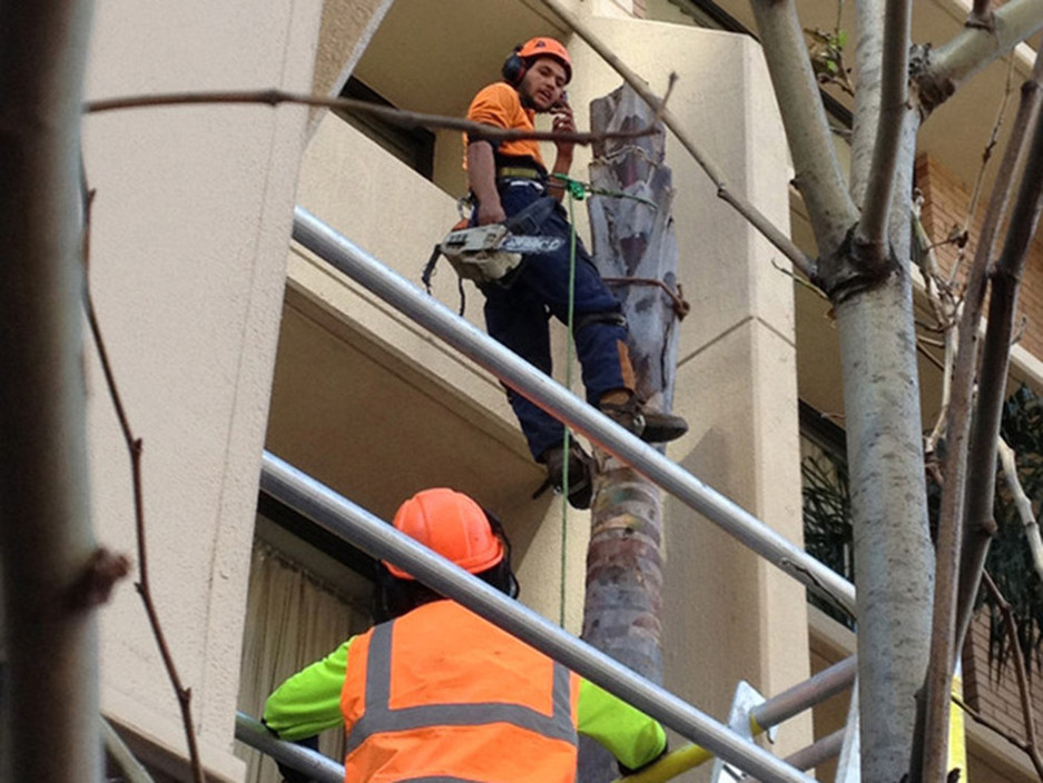 Standfast Tree Services Pic 1 - tree removal northern beaches