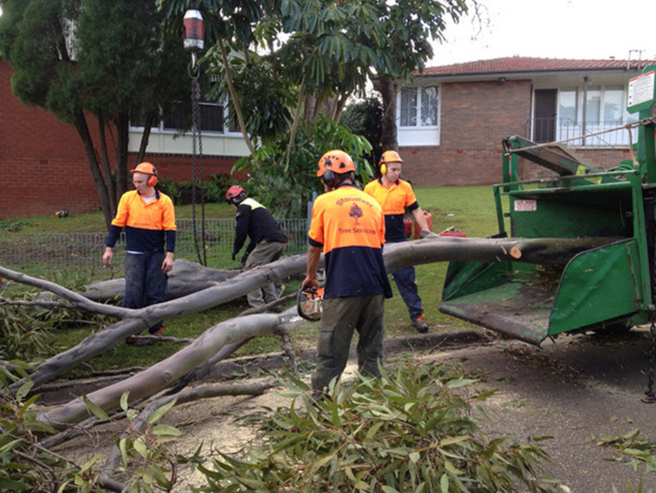 Standfast Tree Services Pic 2 - tree services northern beaches