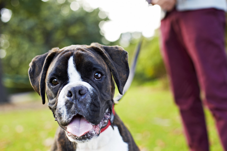 Dr Paws North Ryde Veterinary Clinic, Doggy Daycare & Cattery Pic 1 - Canine friend