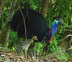 Mission Beach Travel Centre Pic 4 - Local wildlife