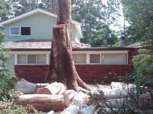 Agility Professional Tree Service Pic 5