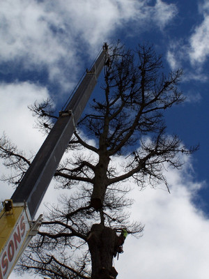 Agility Professional Tree Service Pic 4