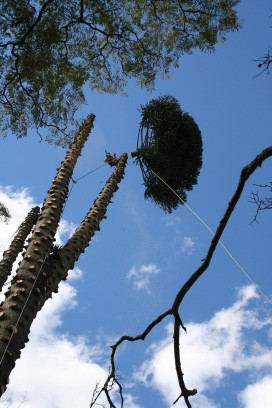 Agility Professional Tree Service Pic 2 - stump grinding newcastle