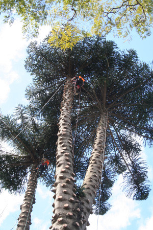 Agility Professional Tree Service Pic 3 - tree pruners newcastle