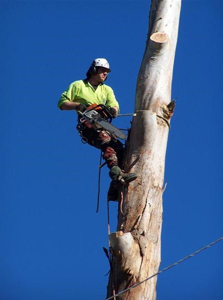 Agility Professional Tree Service Pic 1 - tree removals newcastle