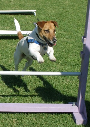 Paw Behaviour Dog Training Pic 2 - Agility for Fun