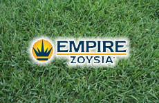 Grech's Turf Supplies Pic 4 - Empire Zoysia