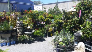 Redcliffe Garden Centre Pic 3