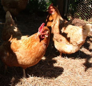 Eggsellent Chickens Pic 3