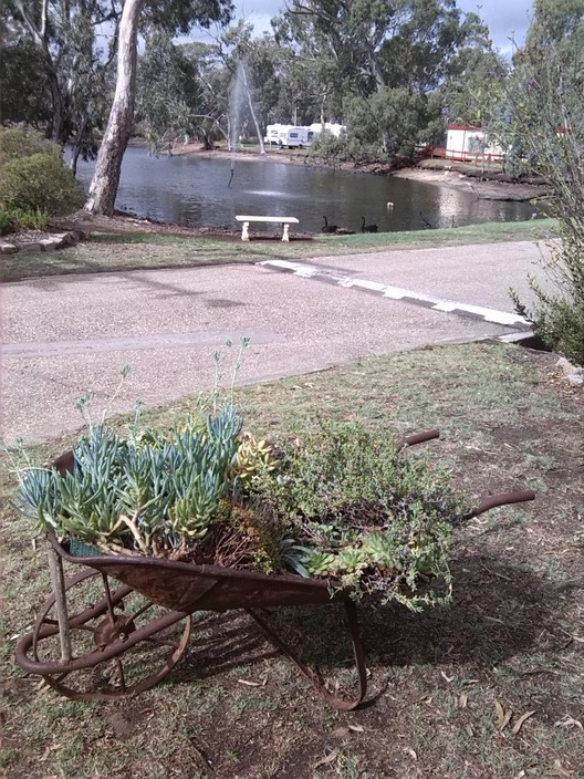 Kangaroo Lake Caravan Park Pic 1 - Bird Life at Stawell Grampians gate Caravan Park