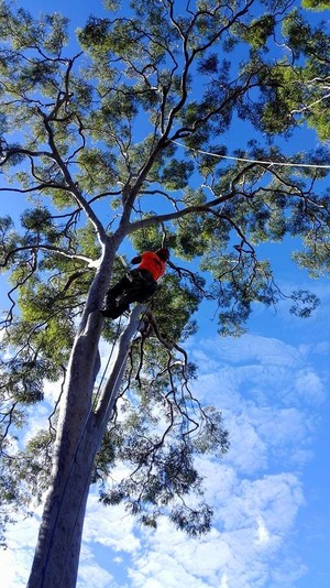 City Tree Services Pic 4