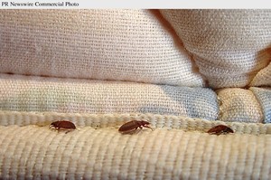 Best Pest Control Perth Wa Pic 4 - Pest Control Perth WA