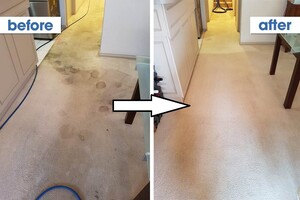 Eco Friendly Carpet Cleaning Sydney Pic 3