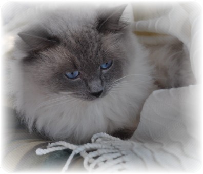 Fancyrags Ragdolls Pic 1 - Fancyrags Caspurr the purrfect fella