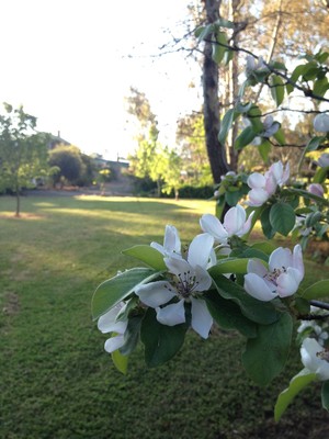 SunnyBrook Bed & Breakfast Pic 3 - Really lovely wellkept garden