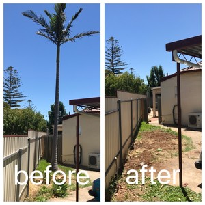 Hi Palms - Tree Removal, Palm Removal & Gardening Pic 5 - Bangalow palm removal