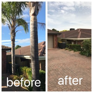 Hi Palms - Tree Removal, Palm Removal & Gardening Pic 4 - Palm removal