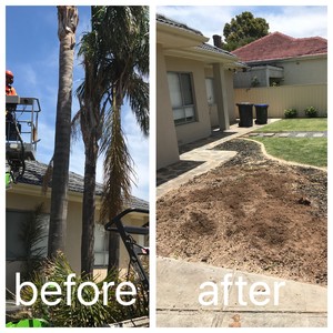 Hi Palms - Tree Removal, Palm Removal & Gardening Pic 3 - Multiple palm removal