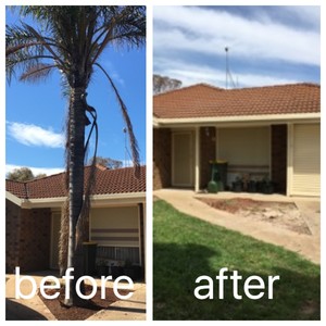 Hi Palms - Tree Removal, Palm Removal & Gardening Pic 2