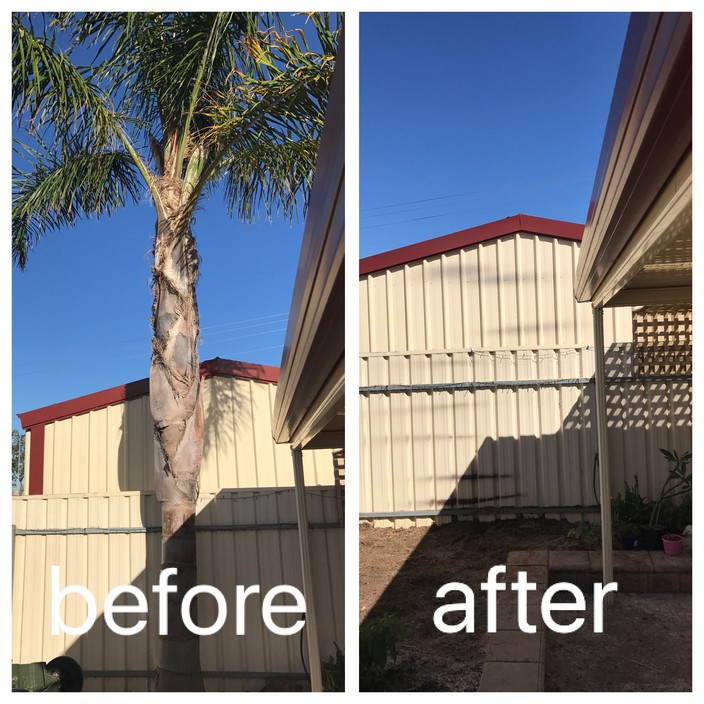 Hi Palms - Tree Removal, Palm Removal & Gardening Pic 1