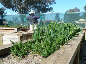 Springdale Heights Pre-School Inc. Pic 3 - Our Veggie Garden