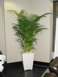 Green Scene Indoor Plant Hire Pic 1 - Golden Cane Palm in white wedge container