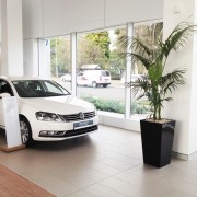 Green Scene Indoor Plant Hire Pic 5 - Large Kentia Palm in car showroom brings the outdoors in