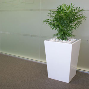 Green Scene Indoor Plant Hire Pic 3 - Large Palm in white wedge container Simple and Stylish