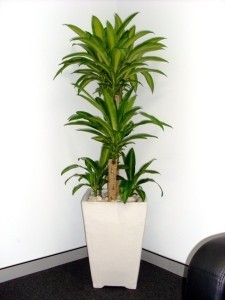 Green Scene Indoor Plant Hire Pic 4 - Lush Happy Plant