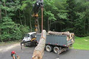 AAA Tree Service Pic 3