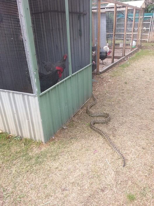 Bald Hills Produce Pic 1 - Staff werent surprised to see this critter but the rooster was quite concerned