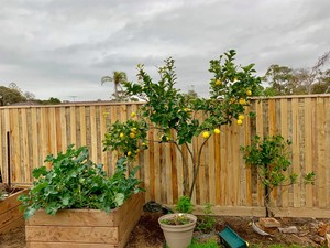 Mornington Timber Fencing Pic 3 - Fencing Contractors Mornington Peninsula