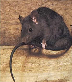 Bugstoppers Pest Control Pic 3 - Rats