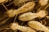 Bugstoppers Pest Control Pic 1 - Termites