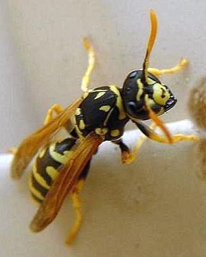 Bugstoppers Pest Control Pic 2 - Wasps