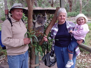 Cleland Wildlife Park Pic 4 - How much can a koala bear I know its not a bear just sounds good