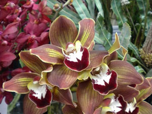 Berries & Blooms Pic 4 - Gorgeous potted plants like these cymbidium orchids beautifully giftwrapped