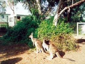 Avoca Dell Caravan Park Cabins Pic 1 - Avoca Dell Caravan Park Cabins Murray Bridge Murraylands South Australia