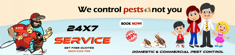 Pest Control Surfers Paradise Pic 1