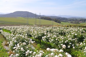 Rankin's Nursery Pty Ltd Pic 5 - Roses growing in our field