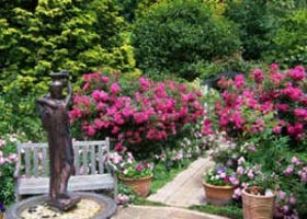 Clarendon Cottages Pic 1 - Clarendons Rose Garden