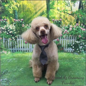 Clipped Az Mobile Dog Grooming Pic 5